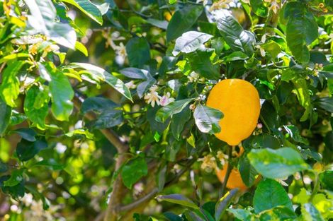 Photo of property in 9 Kaharoa Avenue, Omokoroa, 3114