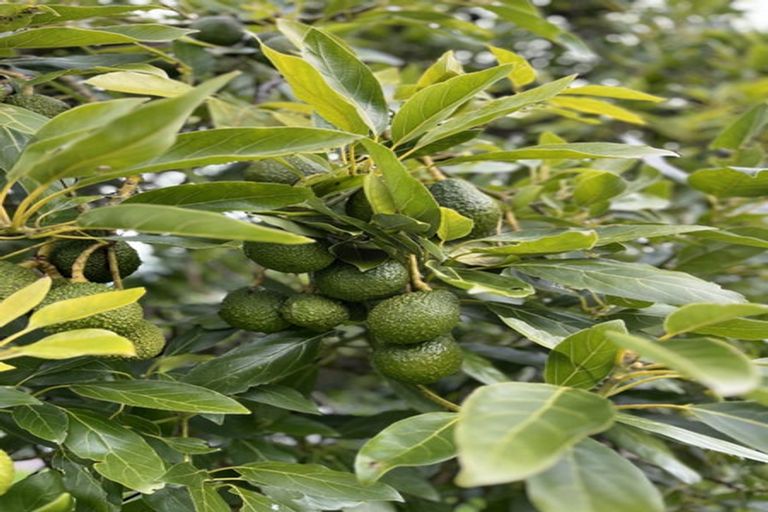 Photo of property in 854 No 1 Road, Te Puke, 3182