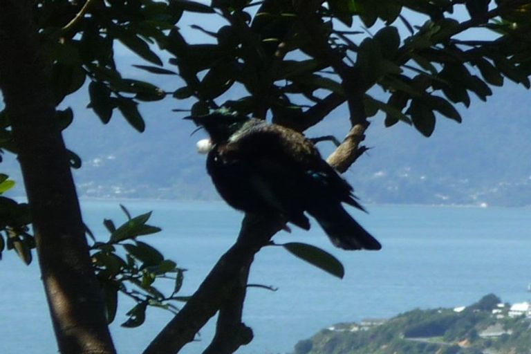 Photo of property in 23 Koromiko Road, Aro Valley, Wellington, 6012