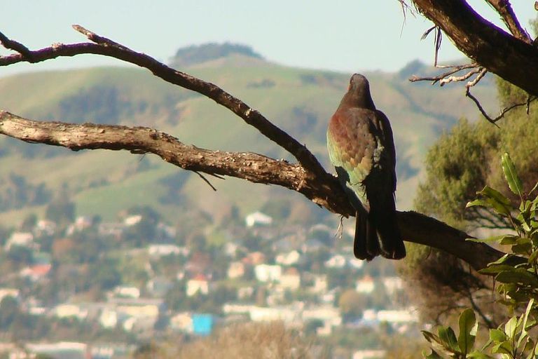 Photo of property in 10 Goudie Road, Helensville, 0875