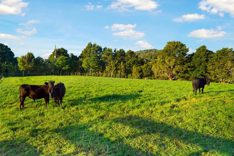 Photo of property in 538 Whangaripo Valley Road, Whangaripo, Wellsford, 0972