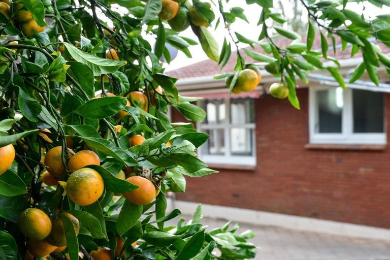 Photo of property in 250 Ohaupo Road, Glenview, Hamilton, 3206