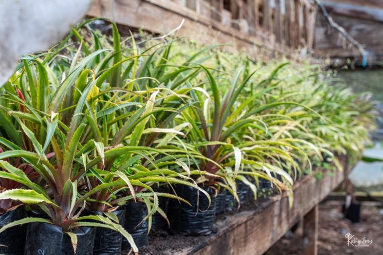 Photo of property in 70 Rototuna Road, Pouto, Te Kopuru, 0391