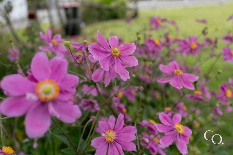 Photo of property in 202 Murdoch Road West, Raureka, Hastings, 4120