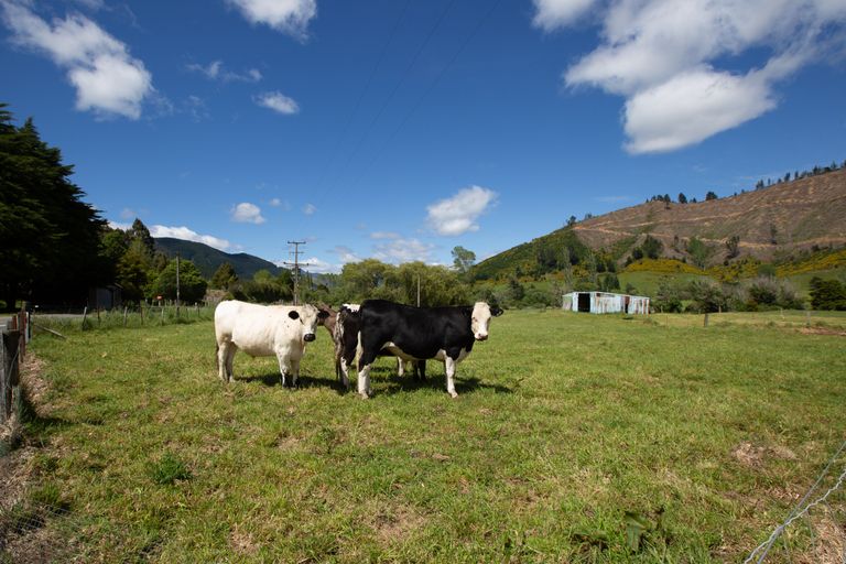 Photo of property in 253 Ronga Valley, Rai Valley, 7194