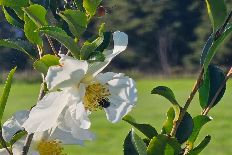 Photo of property in 35 Woven Stone Way, Ohau, 5570