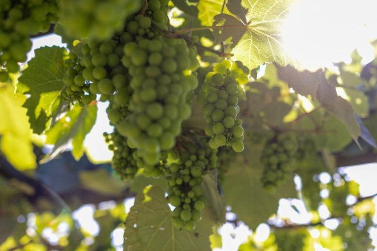 Photo of property in 15 Kakemai Rise, Pyes Pa, Tauranga, 3112