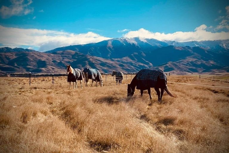 Photo of property in 239 Nelsen Ridge Road, Waikerikeri, Alexandra, 9393