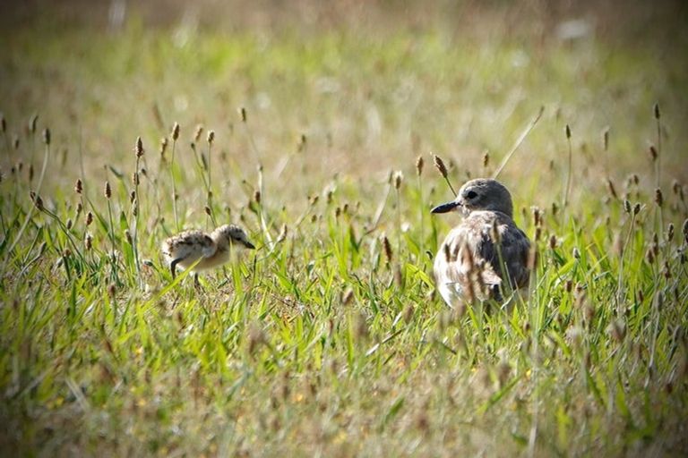 Photo of property in 4b Sanctuary Cove, Pauanui, Hikuai, 3579