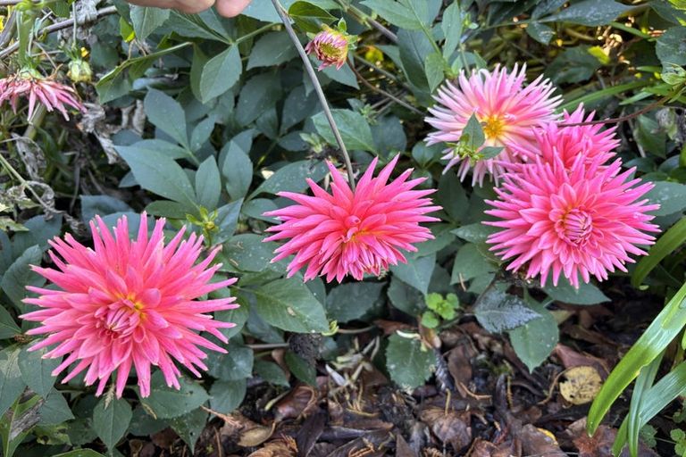 Photo of property in 291 Langlands Road, Okoroire, Tirau, 3484