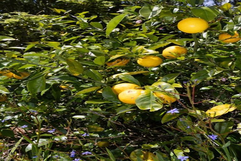 Photo of property in 14 Matau Close, Te Kauwhata, 3710