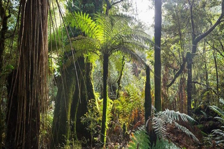 Photo of property in 148 The Avenue, Lucas Heights, Auckland, 0632