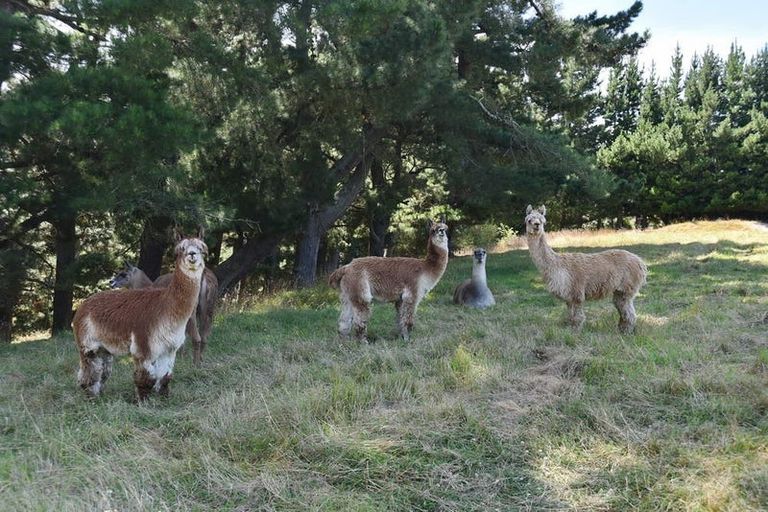 Photo of property in 1392 Oxford Road, Cust, Rangiora, 7471