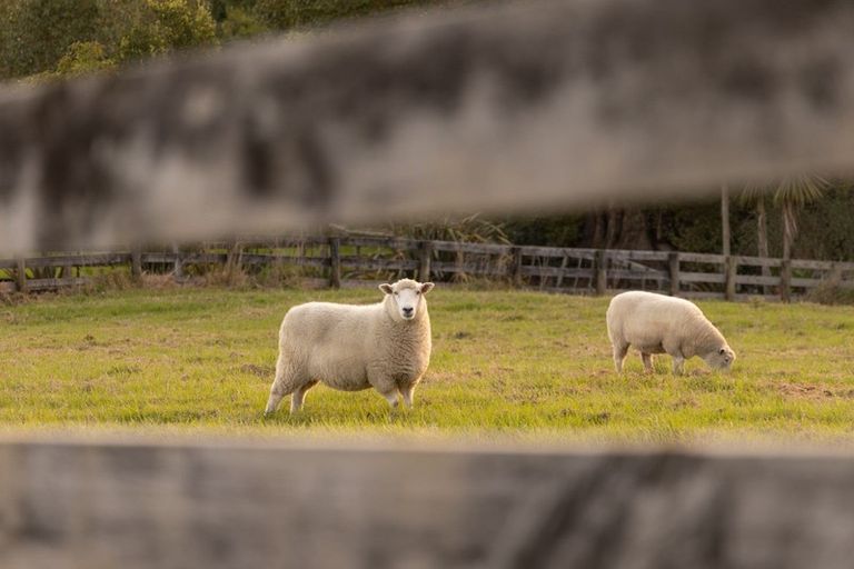 Photo of property in 82 Goatley Road, Warkworth, 0981