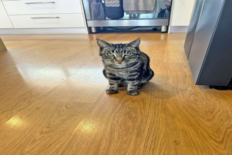 Photo of property in 1 Tupelo Place, Swannanoa, Rangiora, 7476