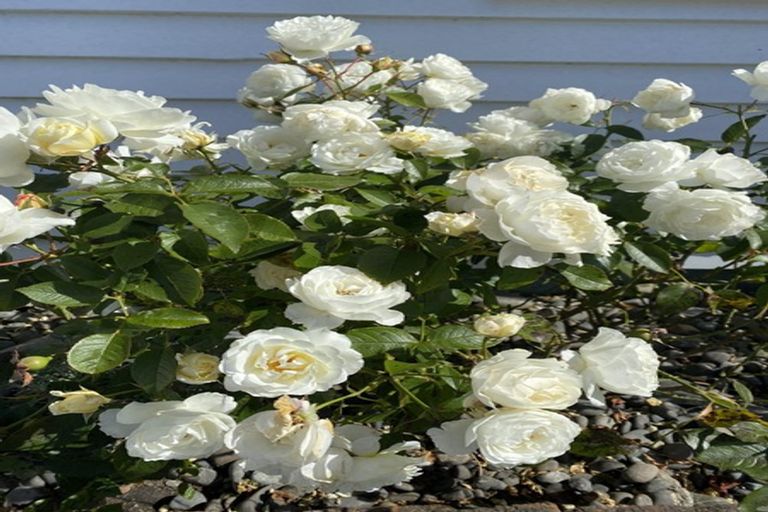 Photo of property in 86 Ruskin Road, Newlands, Wellington, 6037