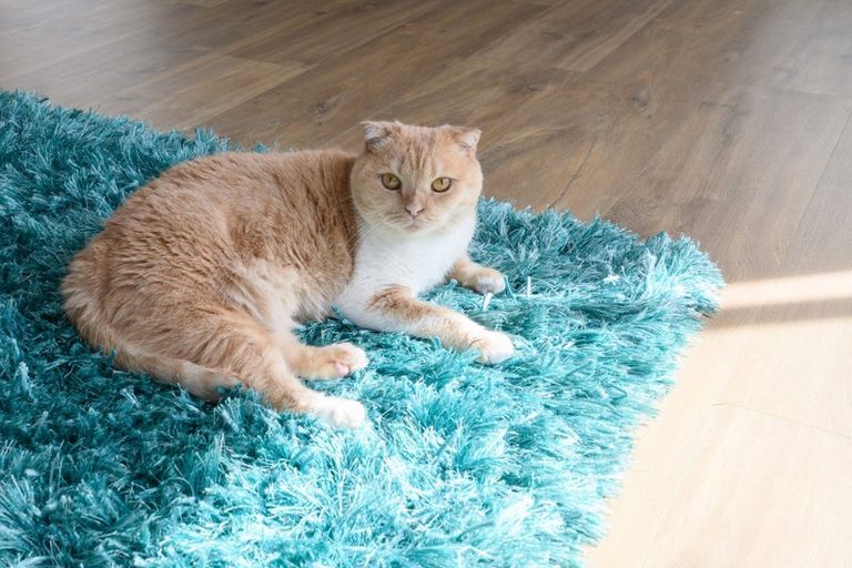 Photo of property in 7 Te Ranga Memorial Drive, Pyes Pa, Tauranga, 3112