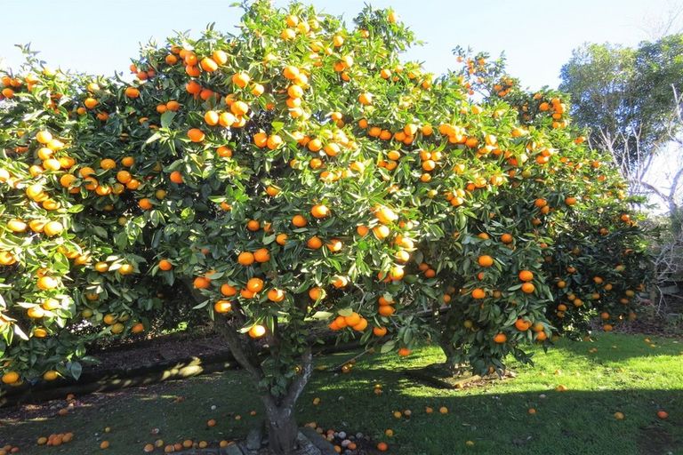 Photo of property in 149 Saint Marys Avenue, Te Awamutu, 3800