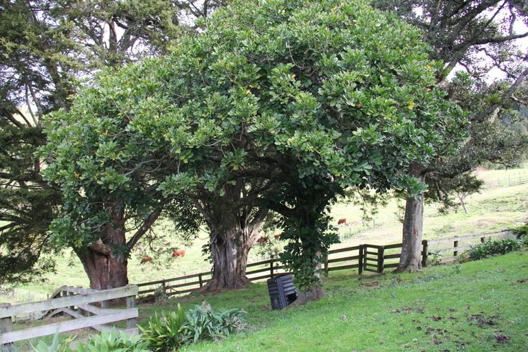 Photo of property in 262a Whau Valley Road, Whau Valley, Whangarei, 0112