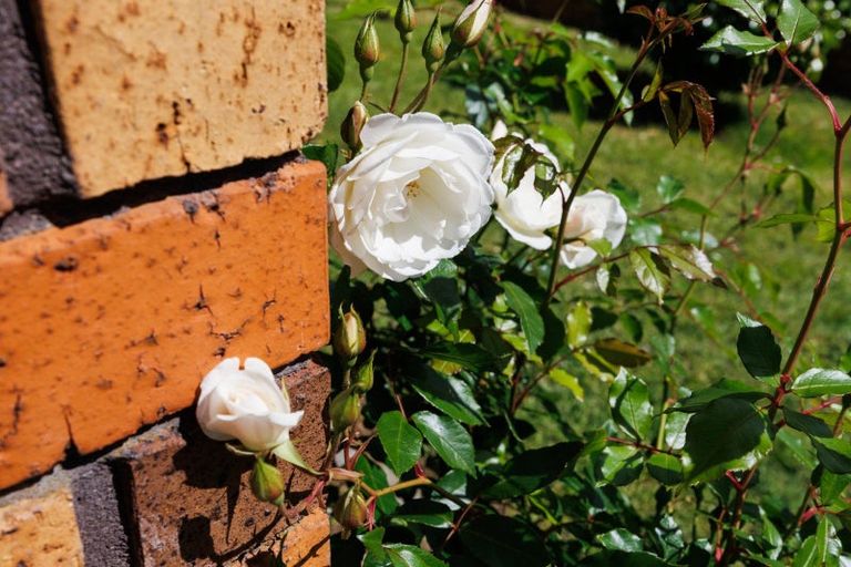 Photo of property in 26 Moyne Avenue, Milson, Palmerston North, 4414