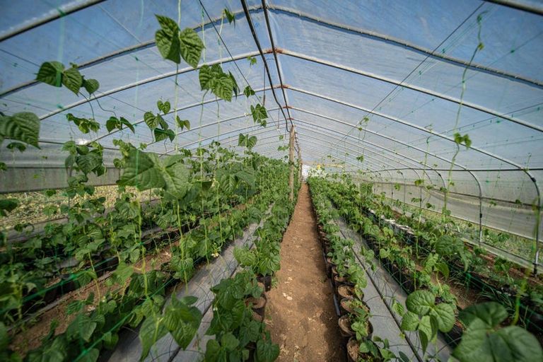 Photo of property in 389 Waiuku Road, Puni, Pukekohe, 2678