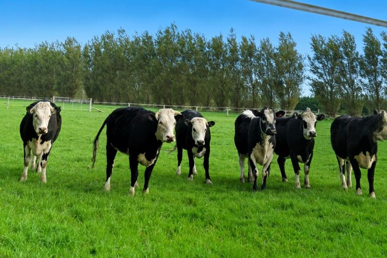 Photo of property in 247 Collins Road, Lincoln, Christchurch, 7674