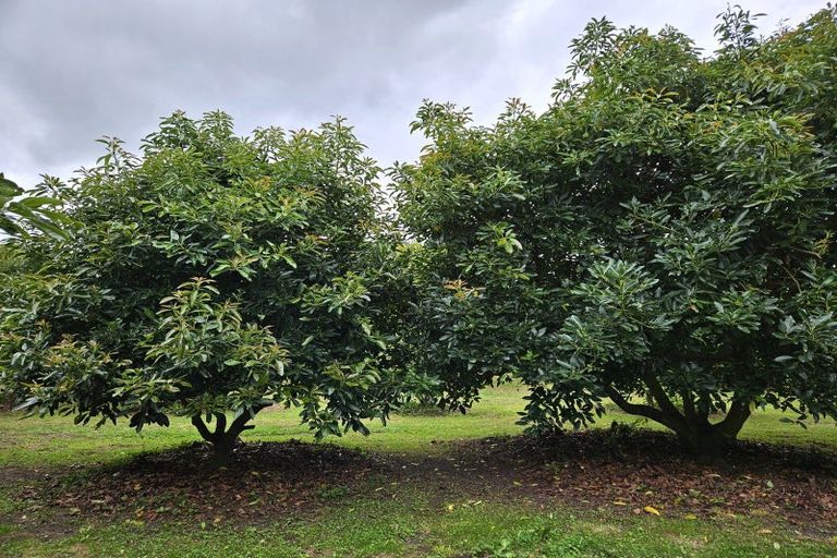 Photo of property in 400 Te Matai Road, Te Puke, 3188