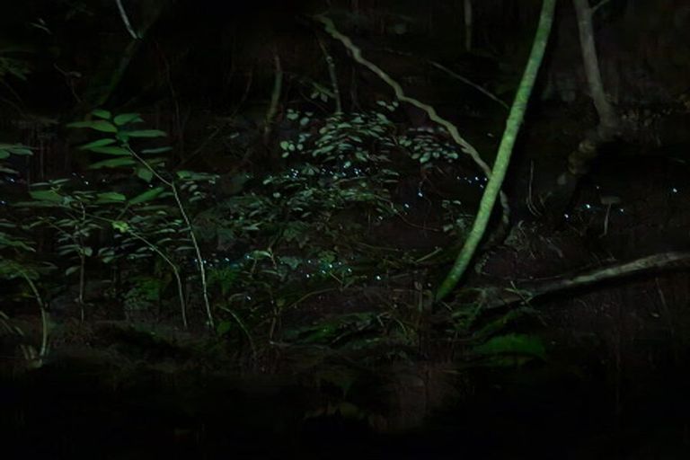 Photo of property in 85 Gradara Avenue, Otorohanga, 3900