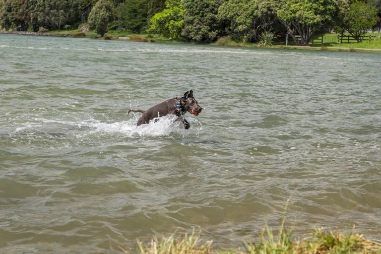 Photo of property in 65a Maxwells Road, Otumoetai, Tauranga, 3110
