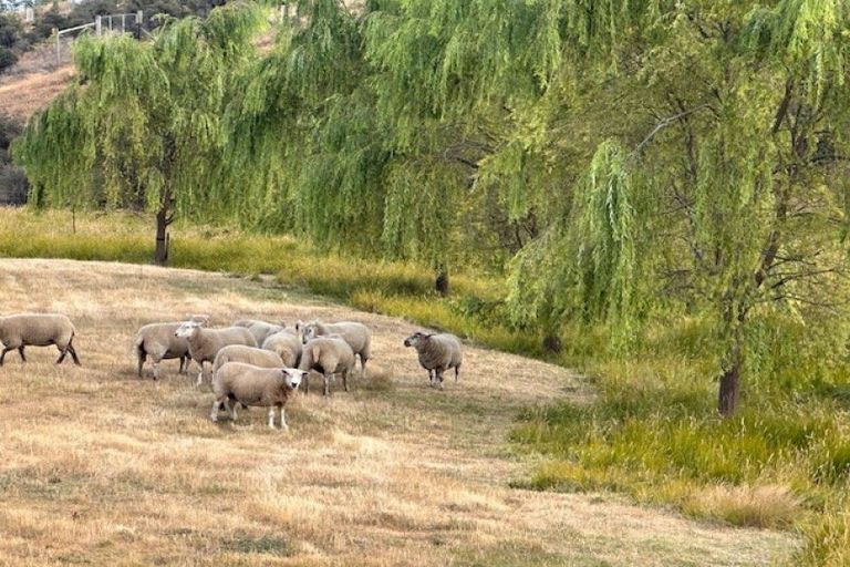 Photo of property in 55 Totara Place, Queensberry, Cromwell, 9383