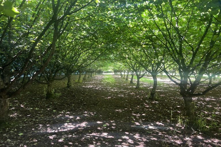 Photo of property in 459 Flora East, Makarewa, Invercargill, 9876