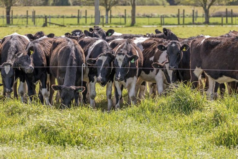 Photo of property in 585 Coutts Island Road, Coutts Island, Christchurch, 7670