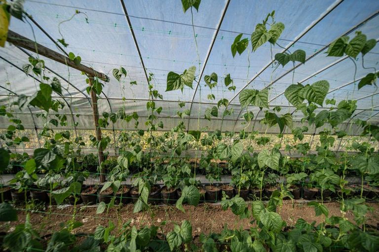 Photo of property in 389 Waiuku Road, Puni, Pukekohe, 2678