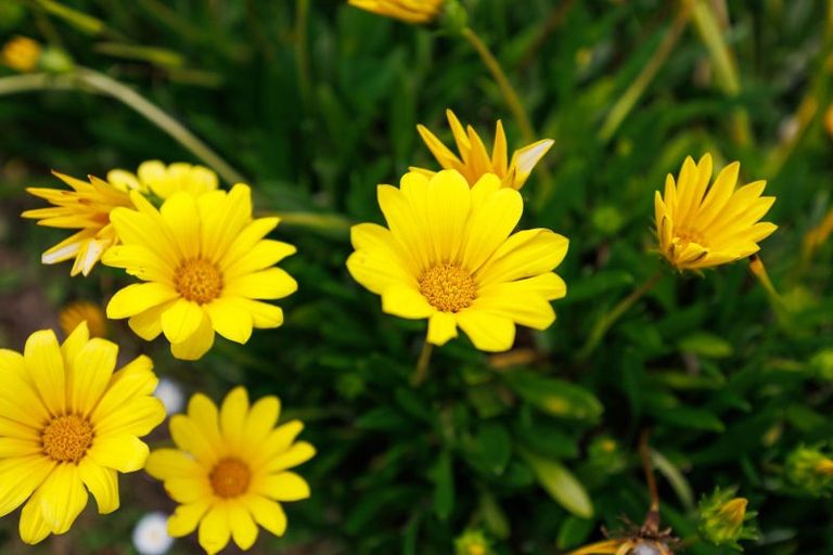 Photo of property in 17 Sandstrom Grove, Feilding, 4702