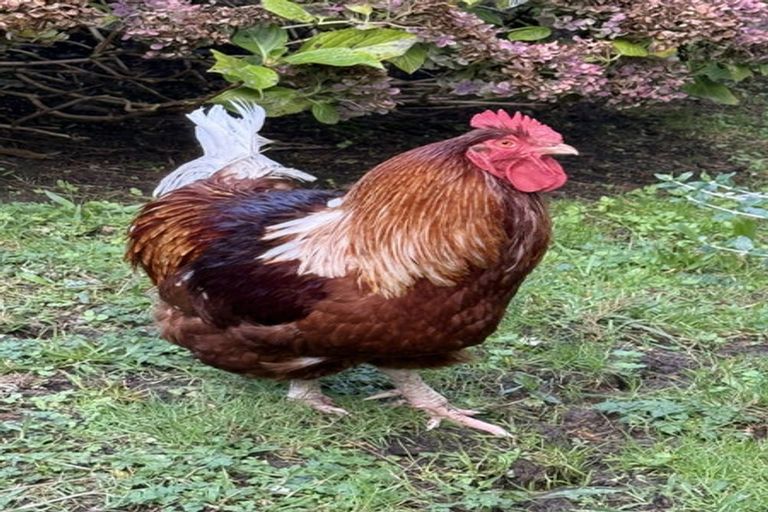 Photo of property in 42 Hungry Creek Road, Puhoi, Warkworth, 0983