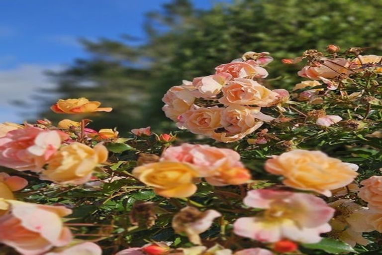 Photo of property in 728 Peak Road, Helensville, 0875