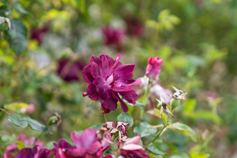 Photo of property in 84 Jellicoe Street, Greytown, 5712