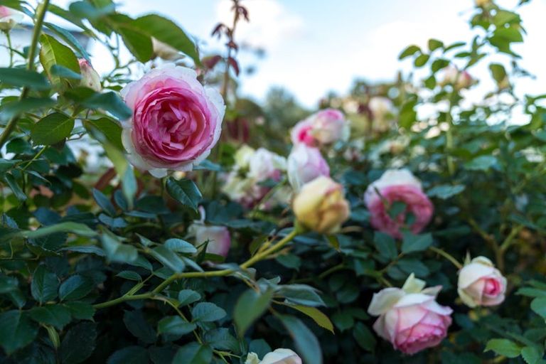 Photo of property in 38a Pokapu Street, Titirangi, Auckland, 0600