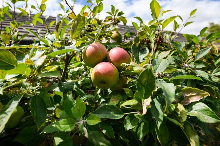 Photo of property in 21 Shelton Place, Feilding, 4702