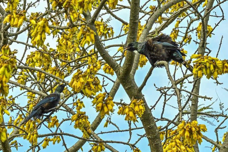 Photo of property in 8 Palmer Place, Parkvale, Hastings, 4122