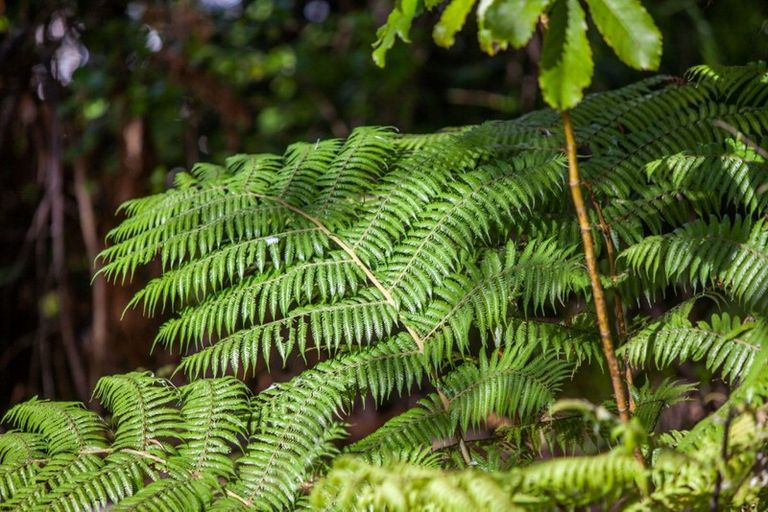 Photo of property in 237 Opoutere Road, Opoutere, Whangamata, 3691