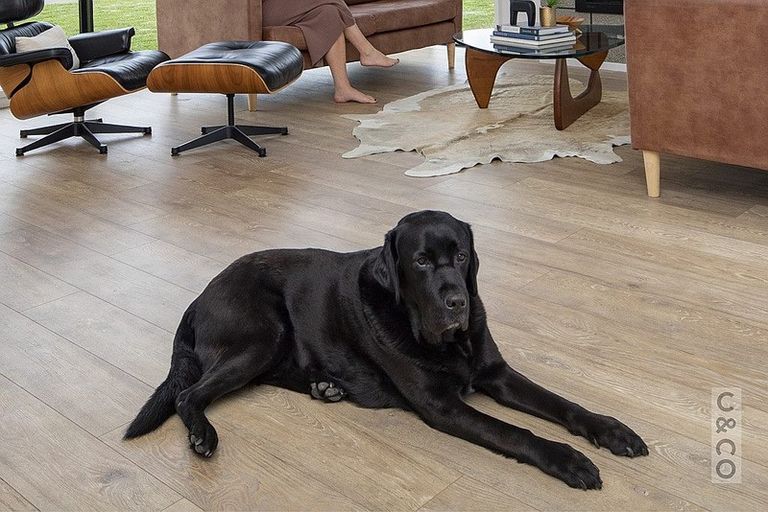 Photo of property in 19 Orchard Terrace, Riverhead, 0820