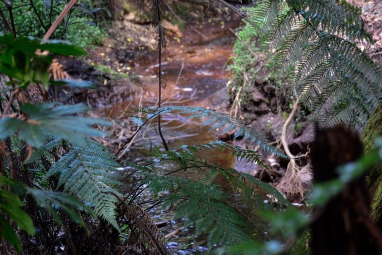 Photo of property in 63 Sunnyhills Avenue, Glenview, Hamilton, 3206