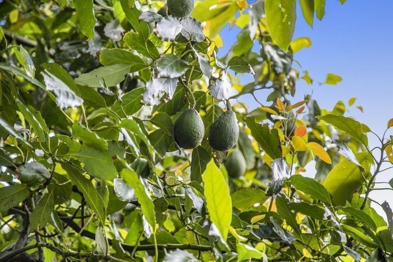 Photo of property in 2/10 Liverpool Street, Papakura, 2110