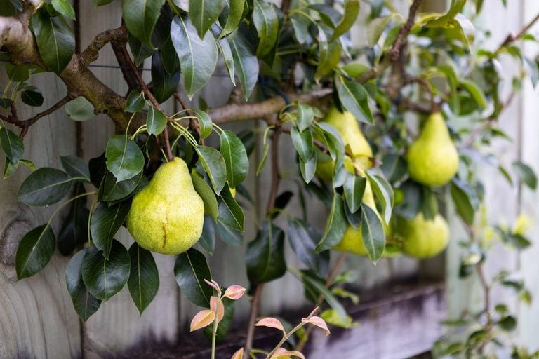 Photo of property in 107 Taylor Street, Cambridge, 3434