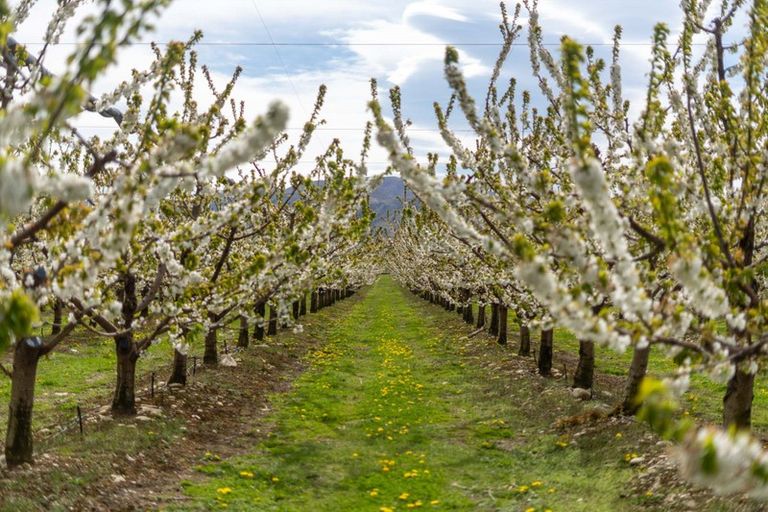 Photo of property in 66 Gladsmuir Road, Queensberry, Cromwell, 9383