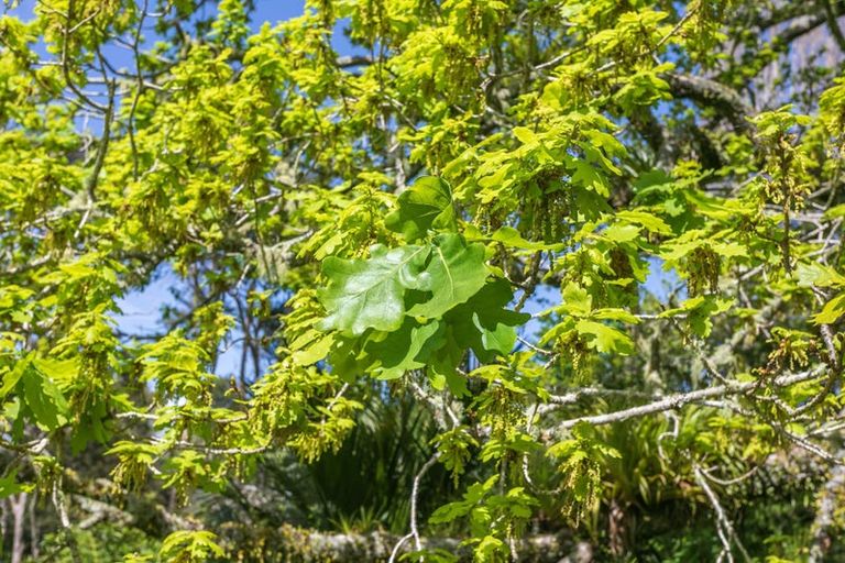 Photo of property in 2565 Rings Road, Coromandel, 3506