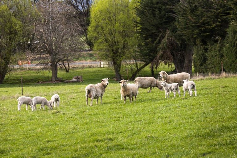 Photo of property in 309 Gladstone Road North, East Taieri, Mosgiel, 9092