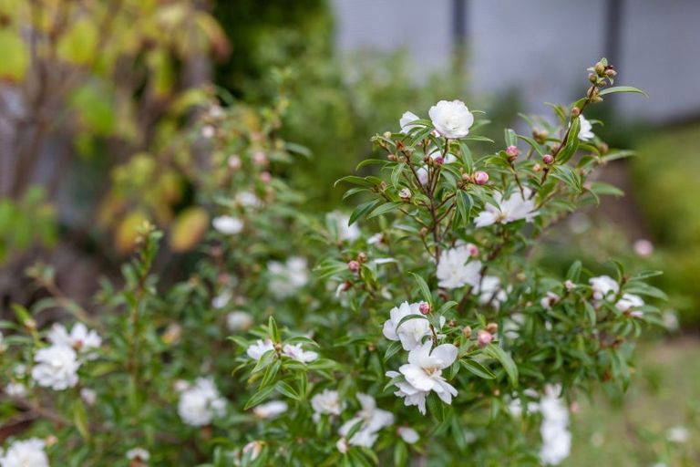 Photo of property in 5 Eatwell Avenue, Paraparaumu Beach, Paraparaumu, 5032