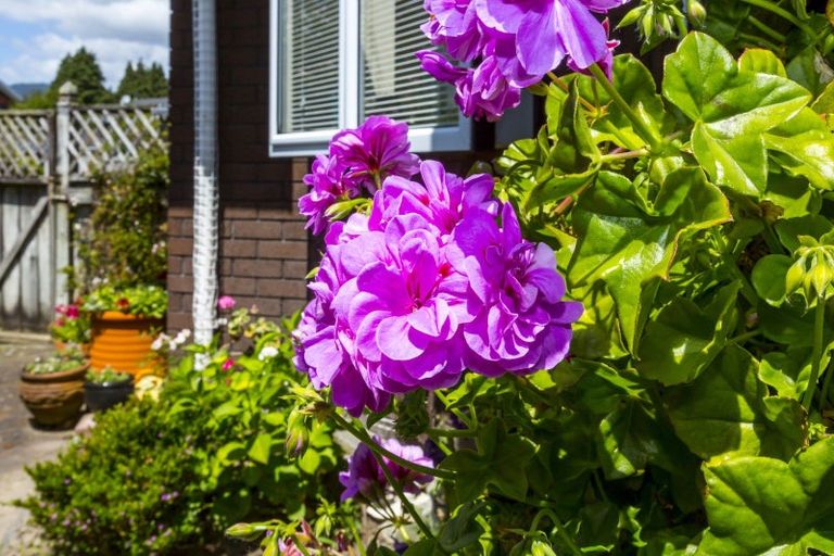 Photo of property in 4f1- Comeskey Grove, Elderslea, Upper Hutt, 5018